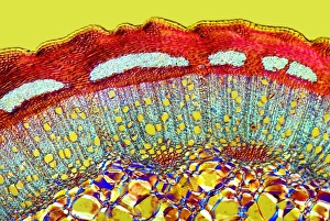 Polarised Light Microscopy Prints: Dog rose stem, light micrograph