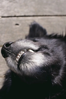 Dogs muzzle Dogs muzzle