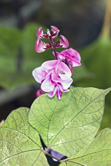 Vibrant Purple Blooms Prints: Dolichos lablab Ruby Moon