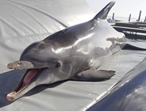 Bottlenose Dolphin Behavior Prints: Dolphin training