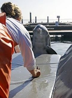 Dolphin Training Print