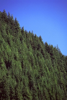 Douglas fir forest, British Columbia, Canada Douglas fir forest, British Columbia, Canada