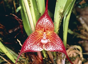 Dracula orchid Dracula orchid