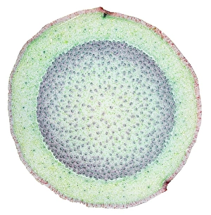 Vascular Bundle Structure Prints: Dragon tree stem, light micrograph