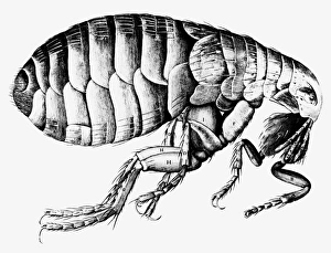 Prints of Drawing of a flea done by Robert Hooke and published in Micrographia in 1665. Hooke was curator of experiments at the Royal Microscopical Society of London, which was founded in 1660 Images Dated 2002 July: Drawing of a flea, Print