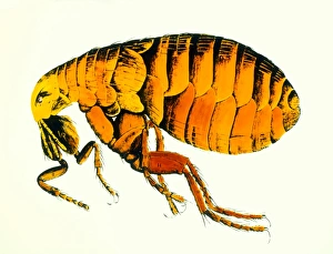 Compound Microscope History Prints: Drawing of a flea by Robert Hooke