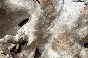 Coastal Erosion Prints: Driftwood