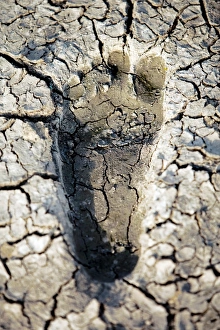 Prints of Drought, conceptual image. Footprint in dried cracked mud, representing water shortages and drought Images Dated 2010 June: Drought Print: Footprint in cracked mud