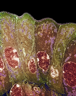 Duodenum secretory cells Duodenum secretory cells