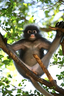 Thai Wildlife Photography Prints: Dusky leaf-monkey