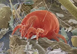 Dust Mite Print - Coloured SEM Image