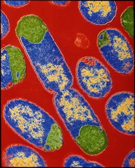 Transmission Electron Microscopy Images Prints: E. coli bacteria