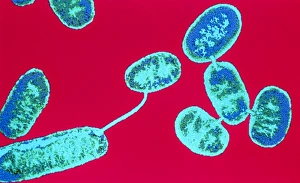 E. coli bacteria conjugating E. coli bacteria conjugating