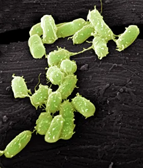 SEM Print of E. coli Bacteria at 10,000x Magnification