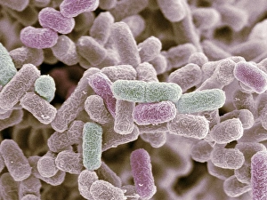 Prints of E. coli bacteria. Coloured scanning electron micrograph (SEM) of Escherichia coli bacteria Images Dated 2005 July: SEM Print of E. coli Bacteria