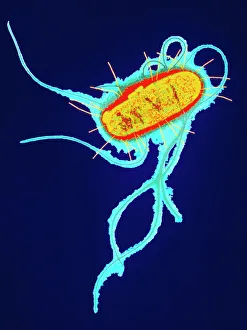 DNA Prints: Coloured Transmission Electron Micrograph Print of E. coli Bacterium
