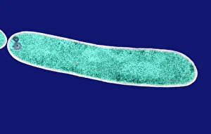 E Coli Bacteria Prints: E. coli bacterium, TEM