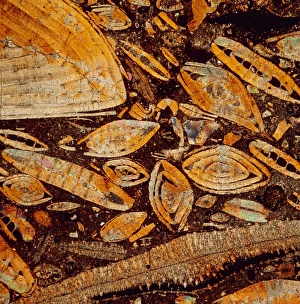 Ancient Marine Life Prints: e4150180