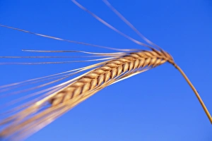 Agricultural Images Prints: Ear of barley