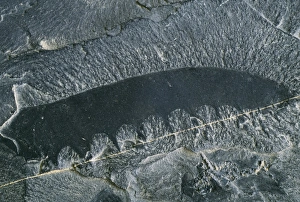 Early arthropod fossil Early arthropod fossil