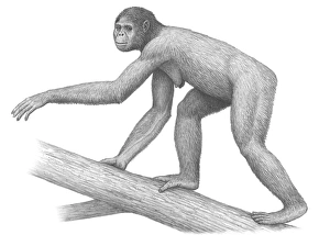 Prints of Early hominid. Artwork of a female Ardipithecus ramidus early hominid using all four limbs to move along a large branch. Fossils from A Images Dated 2010 June: Ardipithecus ramidus Female Hominid Print