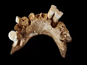 Stone Aged Collection: Early human mandible