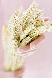 Grain Photography Prints: Ears of wheat