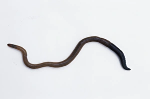 Annelid Worm Species Prints: Earthworm