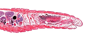 Lumbricus Terrestris Prints: Earthworm, longitudinal section