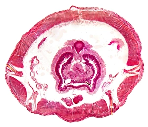 Prints of Earthworm. Light micrograph of a transverse section through the body of a round segmented earthworm (Lumbricus terrestris) in the intestinal region Images Dated 2008 November: Transverse Section of Earthworm Print