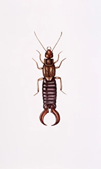 Prints of Earwig (Forficula auricularia) artwork. Earwigs are predatory nocturnal insects that generally hide under stones and in crevices during the day Images Dated 2003 February: Earwig Forficula auricularia Print
