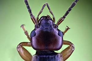 Compound Eyes Insect Prints: Earwig head