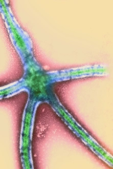 Images Dated 22nd April 2003: Ebola Virus Replication Print