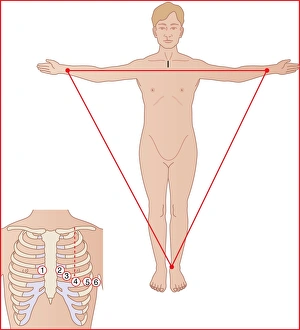 Prints of ECG electrode placement. Computer artwork showing the location of the 10 electrodes needed to perform a 12 lead electrocardiogram (ECG) test Images Dated 2011 May: 12-Lead ECG Electrode Placement Print