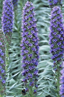 Framed Print : Echium Webbii Print Framed Print : Echium Webbii Print