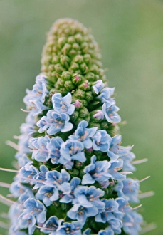 Mediterranean Plants Prints: Echium flowers