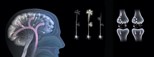 Prints of Effects of ecstasy on brain function Images Dated 2013 January: Ecstasy's Impact on Brain Function Print