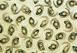 Eggs of the glass eel, Anguilla japonicum Eggs of the glass eel, Anguilla japonicum
