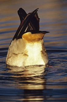 Egyptian goose Egyptian goose