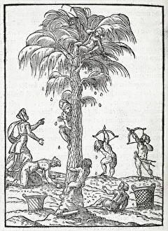 Egyptian palm tree, 16th century artwork Egyptian palm tree, 16th century artwork