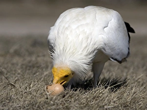 Egyptian vulture Egyptian vulture