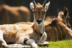 Eland antelope calf Eland antelope calf