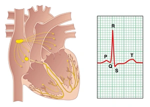 Images Dated 2011 January: Electrical Conduction of the Heart Print