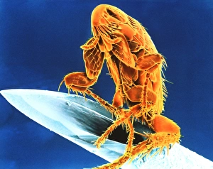 Electron micrograph of cat flea on syringe needle Electron micrograph of cat flea on syringe needle