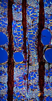 Polarised Light Microscopy Prints: Elm stem, light micrograph