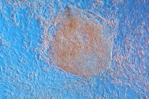 Light Microscopy Images Prints: Embryoid bodies, light micrograph