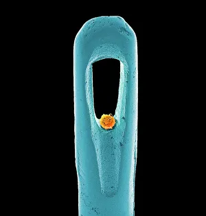 Print of Embryonic Stem Cell and Needle