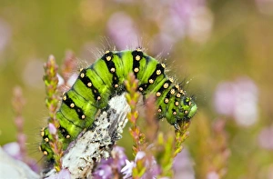 Images Dated 5th March 2008: Emperor moth caterpillar Print on ling heather