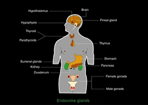 Prints of Endocrine system. Computer artwork showing the locations of hormone-producing glands (endocrine glands) in the human body Images Dated 2011 March: Endocrine System Print