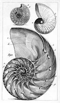 Engraving of a nautilus and an ammonite Engraving of a nautilus and an ammonite